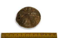 F 09964
<br/>
<br/>
<em></em>